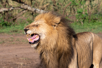 Close up from a Lion  in Serengeti National Park, Tanzania