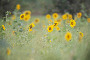 Obraz premium Sunflowers in field during summer.