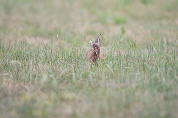 Alert hare sits in meadow.