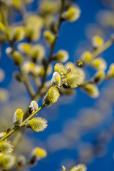 Fototapeta premium branch of a tree