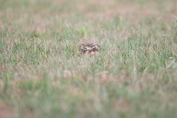 Alert hare sits in meadow.