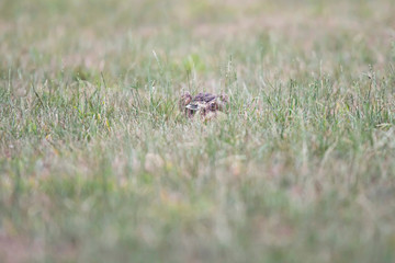Alert hare sits in meadow.