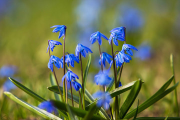 blue flowers on green background