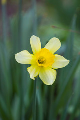 narcissus on green background
