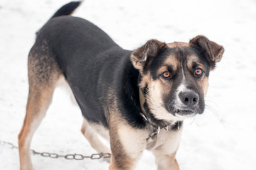 Naklejka na ściany i meble dog in snow