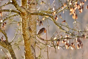 robin in a tree