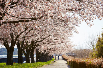 Sakura, cherry blossom flower tree  © mnimage