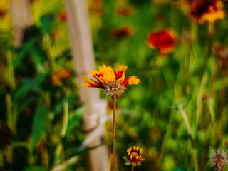 rudbeckia flowers in the garden in summer, Russia