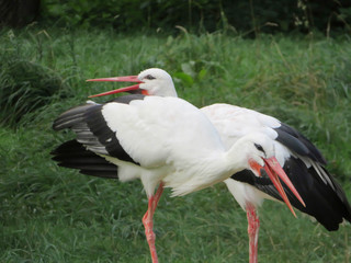 two white storks in nature