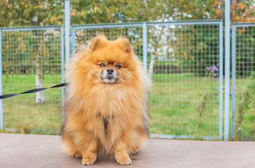 Red shaggy Pomeranian sitting on board at dog walking area