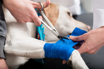 Veterinarian taking care of injured dog