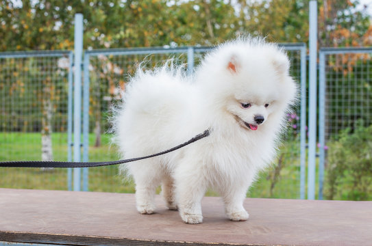 White shaggy Pomeranian standing on board at dog walking area