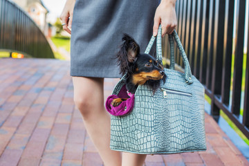 Black Russian Terrier sitting in bag