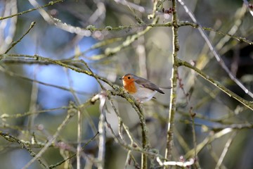 robin on a branch