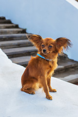 Red russian terrier with blue  leash sitting