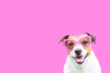 Valentine day concept with dog wearing heart-shaped sunglasses on pink background