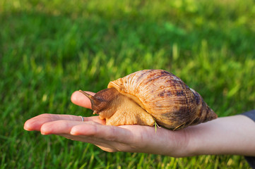 Big snail sitting on hand