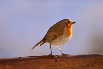 portrait of a robin