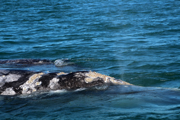 Fototapeta premium Grauwal-Baja California