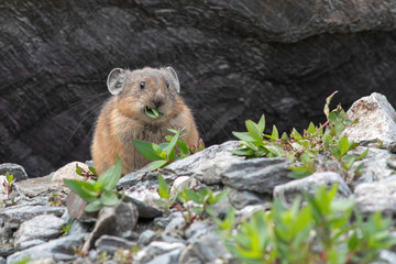 Pika (cony) chewing the leaves among the stones. Wild life of high altitude.