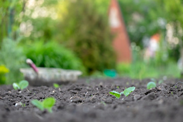 Green fresh background. Cabbage sprouts in rows on garden beds in the vegetable field. Cultivation of vegetables. Agriculture. Gardening in the summer house in the spring and summer season.