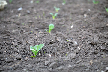 Green fresh background. Cabbage sprouts in rows on garden beds in the vegetable field. Garden with the beds of vegetables.