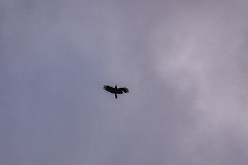 flying in the sky