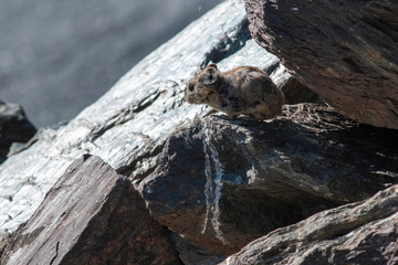 Pika (cony) among the stones. Wild life of high altitude.