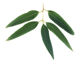 Eucalyptus leaves on a white background
