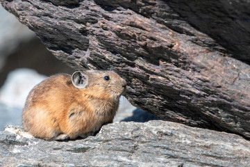 Pika (cony) among the stones. Wild life of high altitude.