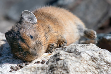 Portrait of pika (cony) resting on the sun among the stones. Wildlife of high altitude.