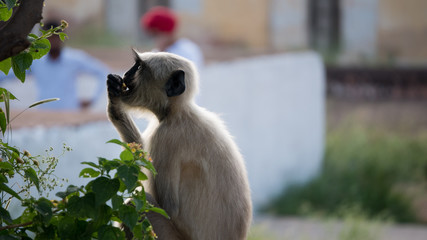 cute monkey in jaipur fort
