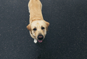 Labrador Retriever on street standing on road