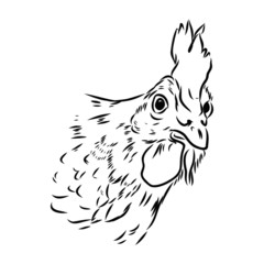 vector illustration of a portrait of chicken 