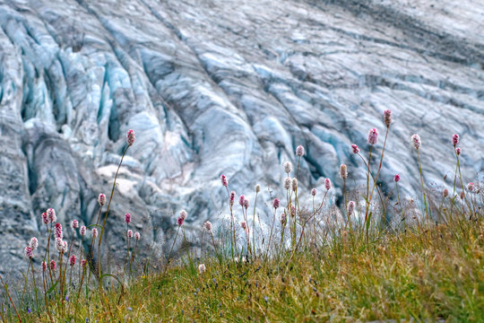 Mountainous landscape. View at apine meadow on the background of open glacier.