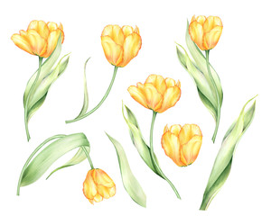 Watercolor isolated yellow tulips,  buds and leaves. Botanical illustration, hand-painted.