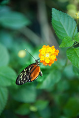 Monarch butterfly with orange and black wings resting on a yellow flower with green blurred background of leaves and foliage vertical format in natural setting room for type and masthead backdrop 