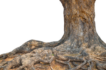 Tree trunk isolated on white background. This has clipping path.