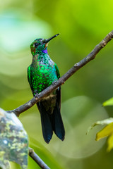Amazilia decora, Charming Hummingbird, bird feeding sweet nectar from flower pink bloom. Hummingbird behaviour in tropic forest, nature habitat in Corcovado NP, Costa Rica. Two bird in fly, wildlife.