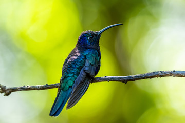 Amazilia decora, Charming Hummingbird, bird feeding sweet nectar from flower pink bloom. Hummingbird behaviour in tropic forest, nature habitat in Corcovado NP, Costa Rica. Two bird in fly, wildlife.