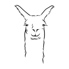 vector illustration of a head cute alpaca, portrait of a llama