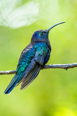 Amazilia decora, Charming Hummingbird, bird feeding sweet nectar from flower pink bloom. Hummingbird behaviour in tropic forest, nature habitat in Corcovado NP, Costa Rica. Two bird in fly, wildlife.