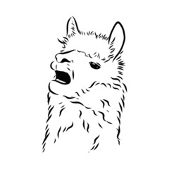 vector image of an llama animal, alpaca 