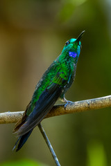 Amazilia decora, Charming Hummingbird, bird feeding sweet nectar from flower pink bloom. Hummingbird behaviour in tropic forest, nature habitat in Corcovado NP, Costa Rica. Two bird in fly, wildlife.