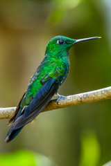 Amazilia decora, Charming Hummingbird, bird feeding sweet nectar from flower pink bloom. Hummingbird behaviour in tropic forest, nature habitat in Corcovado NP, Costa Rica. Two bird in fly, wildlife.