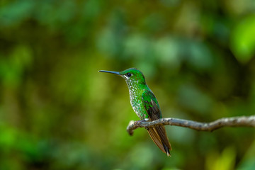 Fototapeta premium Amazilia decora, Charming Hummingbird, bird feeding sweet nectar from flower pink bloom. Hummingbird behaviour in tropic forest, nature habitat in Corcovado NP, Costa Rica. Two bird in fly, wildlife.
