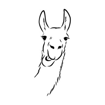 Vector Illustration Of A Talking Llama, Alpaca, Vector Sketch