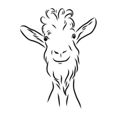 vector illustration of a goat, funny smile animal 