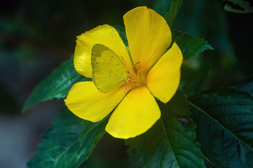Yellow butterfly on yellow flower