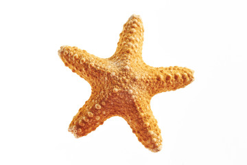 Isolated starfish on white background 